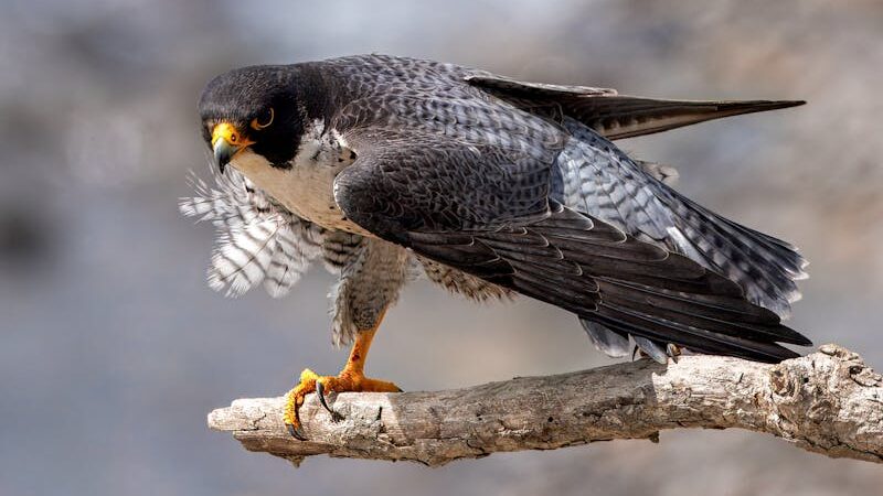 Peregrine Falcon resting near the end of a branch.