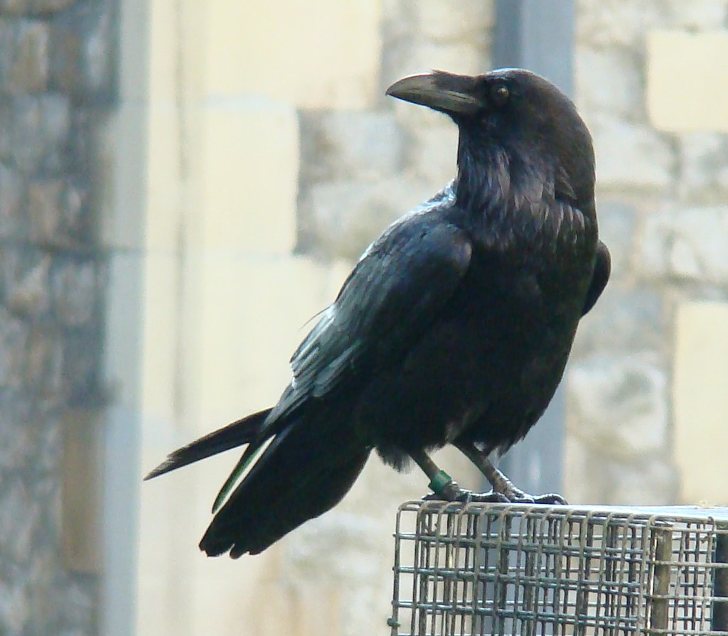 A Common Raven is perched on a metal structure.