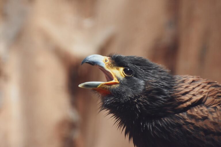 A Striated Caracara with its beak open.