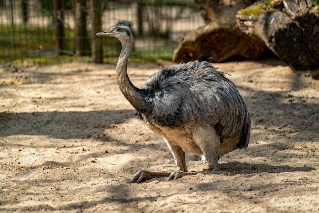 A solitary rhea bird basking in sunlight on sandy ground in a natural setting outdoors.
