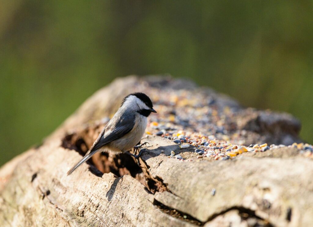 Chickadee perched on tree trunk pecking at colorful birdseed outdoors in daylight.