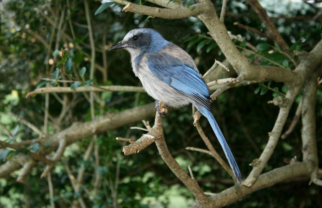 A Florida Scrub-Jay perches on a branch.