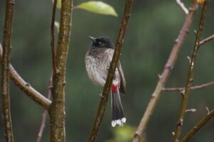 A Red-vented Bulbul perches on a branch during a rain shower.