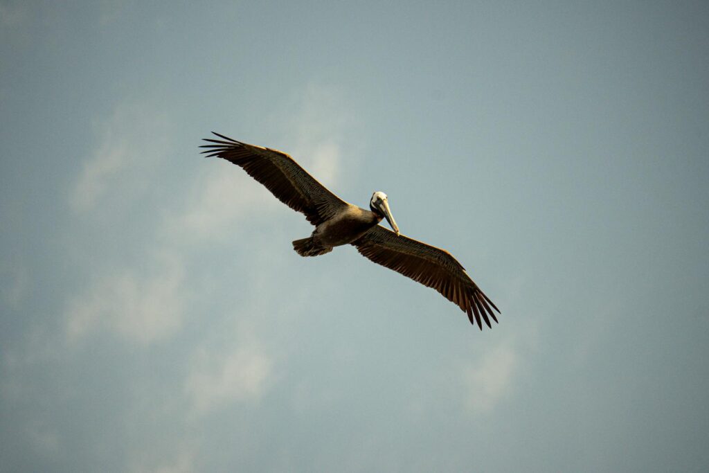 A pelican elegantly glides in the blue sky, showcasing wide wings and serene flight.