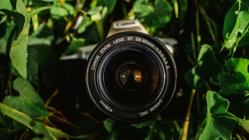 Camera placed among vibrant green leaves in a backyard garden