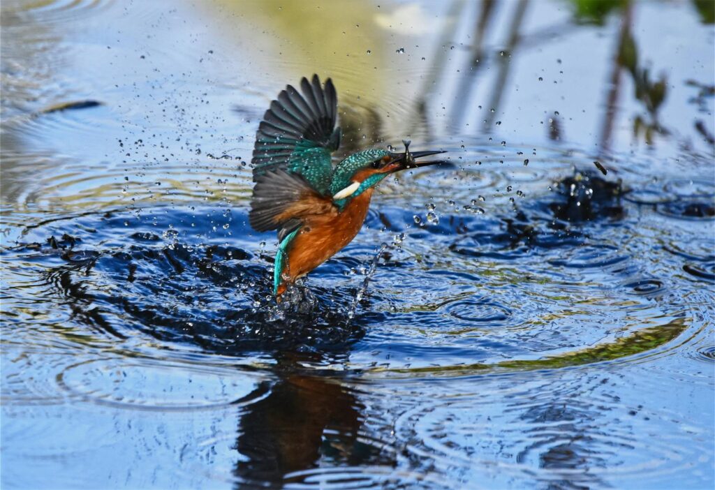 A Common Kingfisher emerges from the water with a fish.