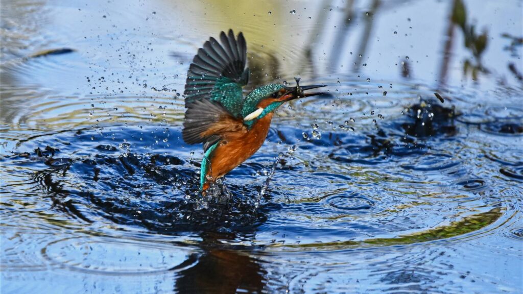 A colorful kingfisher emerges dramatically from the water in Scotland, showcasing nature's beauty.