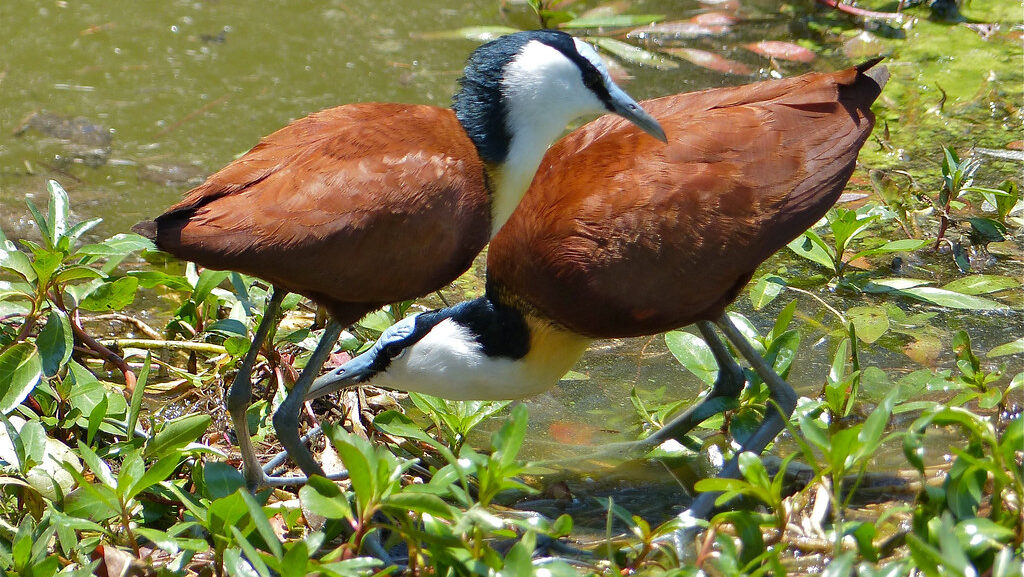 African Jacanas perched on grassy vegetation