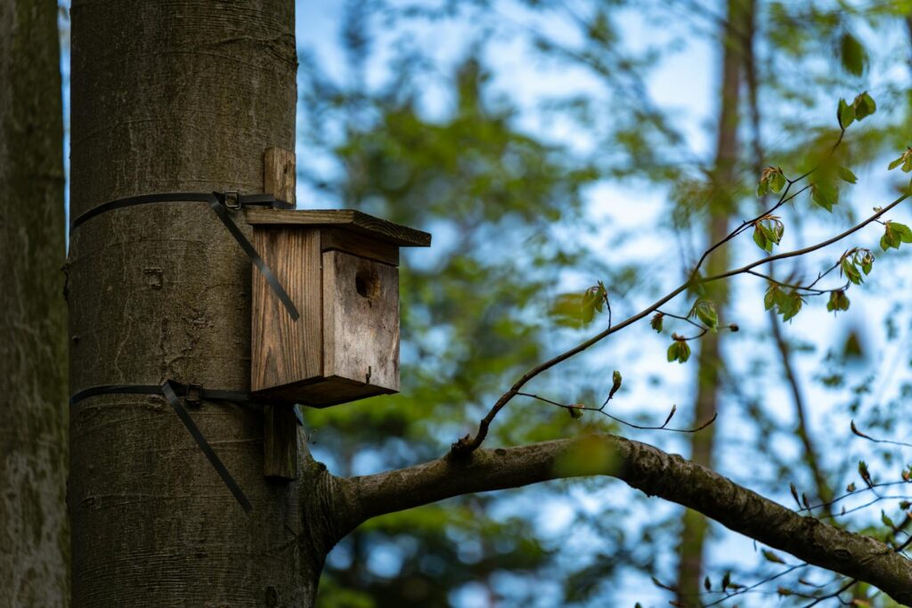 A wooden birdhouse attached to a tree in a lush forest setting, capturing the essence of spring.