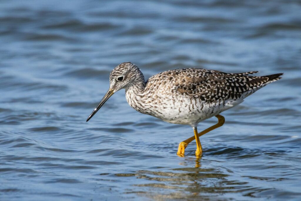 A Greater Yellowlegs wading in shallow water, displaying its distinctive yellow legs.
