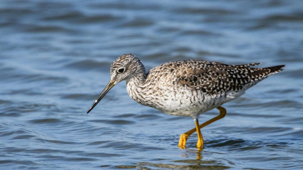 A Greater Yellowlegs wading in shallow water, displaying its distinctive yellow legs.