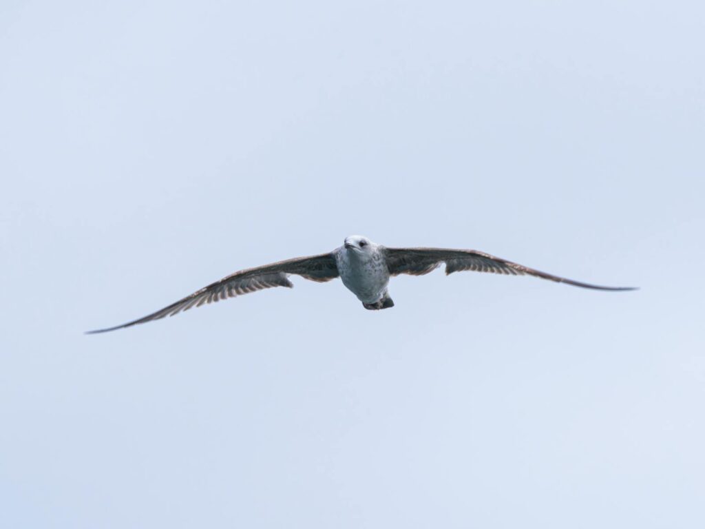 A seagull majestically flying in a bright clear sky, showcasing freedom and grace.