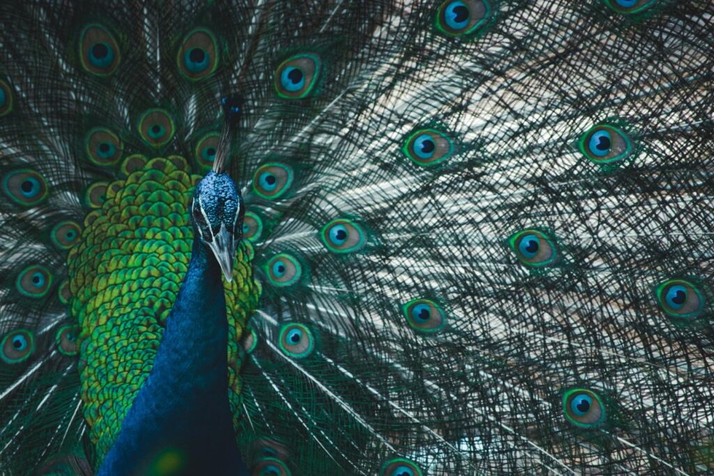 Close-up of a vibrant peacock with its colorful plumage fully displayed.