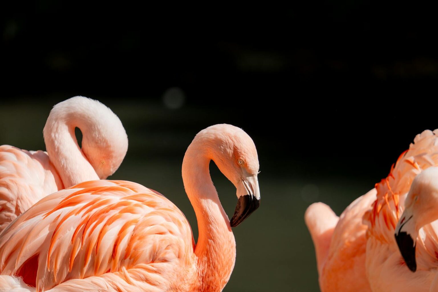 The Most Unusual Bird Bills and Their Purposes - bird-life.com