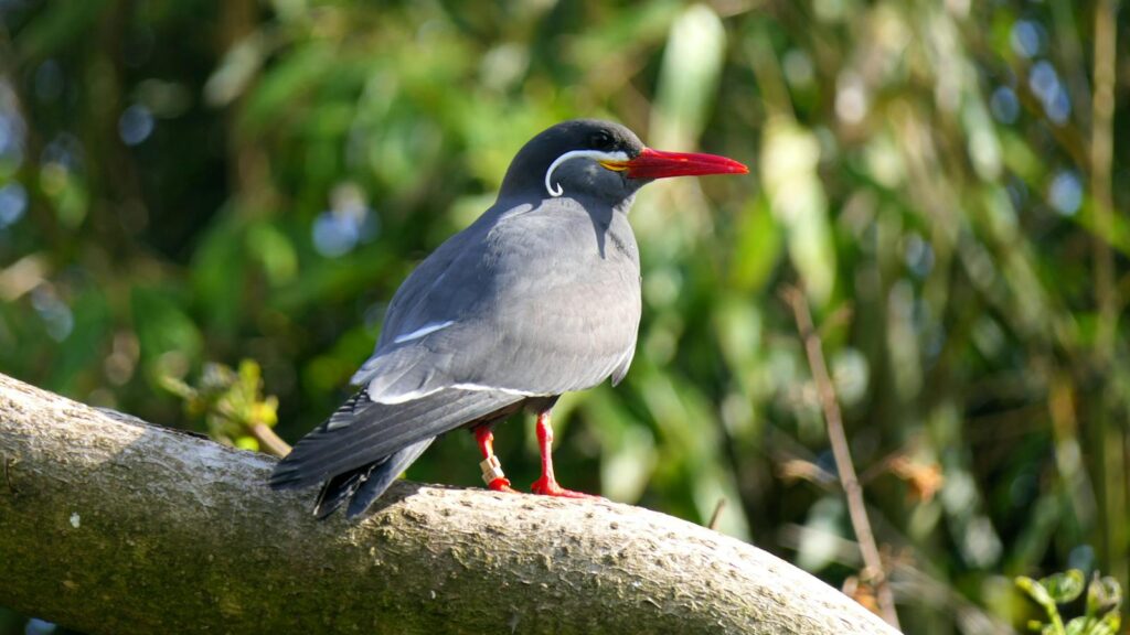 Inca Tern looking sideways while perched on a tree