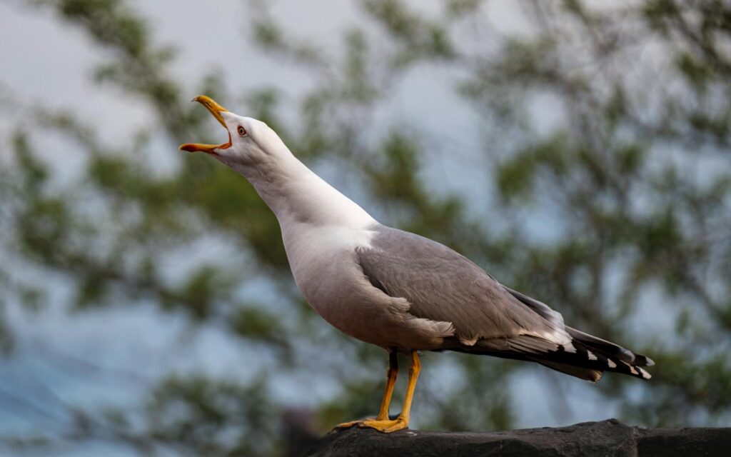 A Common Gull with its beak open, standing on a paved surface.