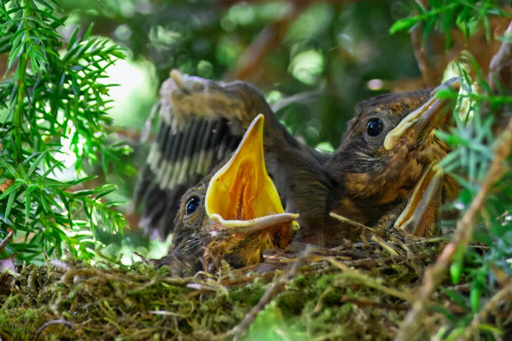 Common blackbird chicks with open beaks in their nest.