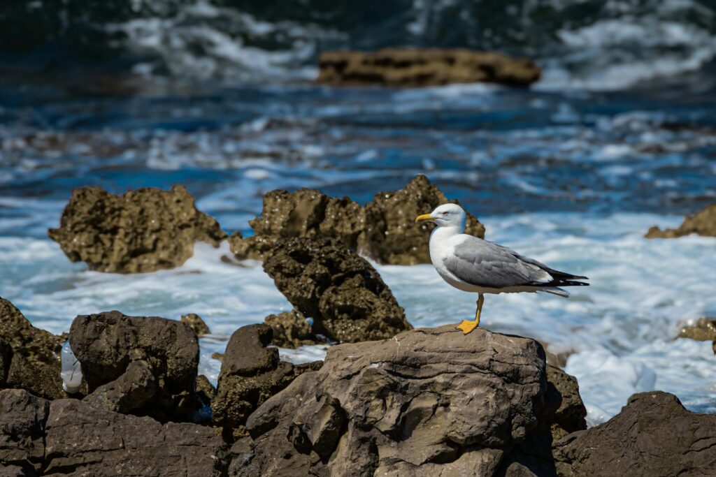 A Yellow-legged gull with grey and white plumage stands on a rock near the water.