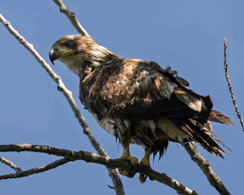 A juvenile Golden eagle perches on a branch.