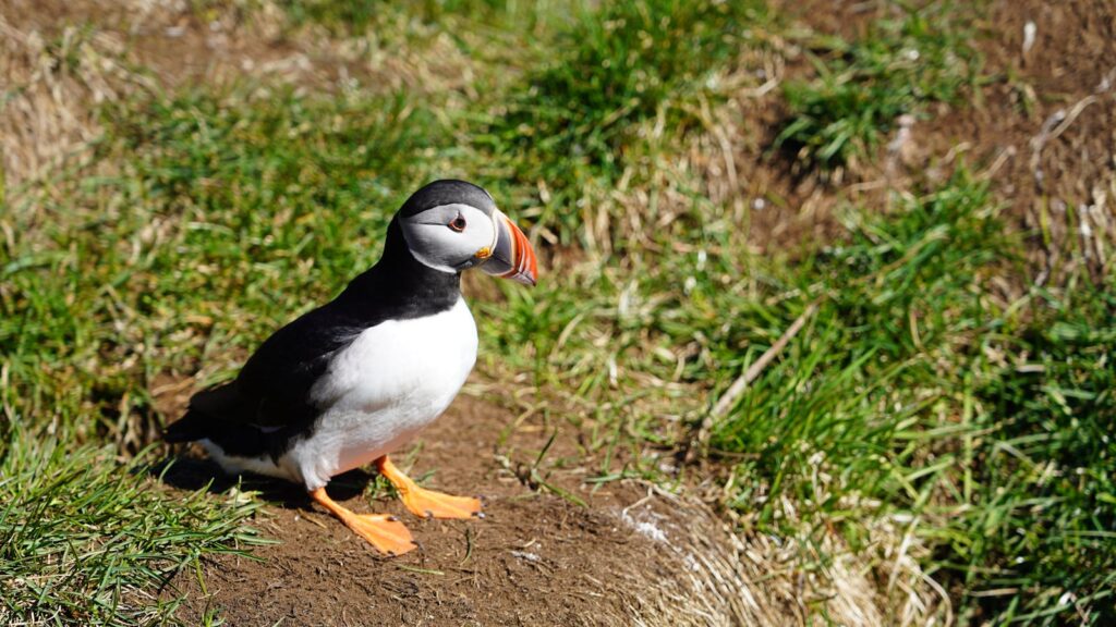 An Atlantic puffin stands on grassy ground.