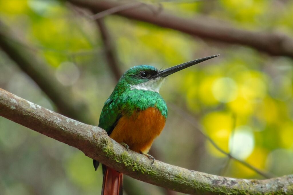 Close-up of a Rufous-tailed Jacamar perched in the Brasília forest. Bright, colorful bird captured amidst lush greenery.