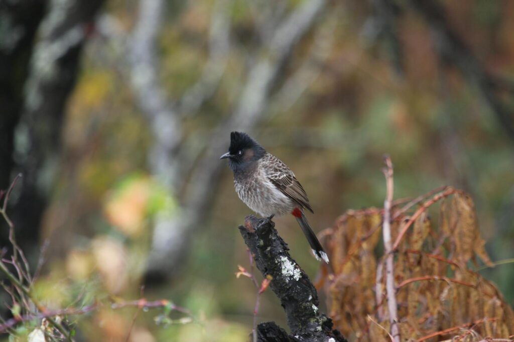 A Red-vented Bulbul perches on a branch.