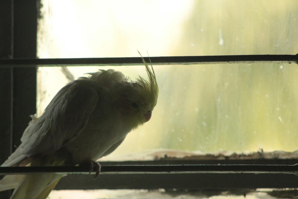 A Cockatiel perches by a window.