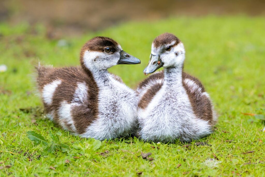 Two fluffy Egyptian goose goslings resting on vibrant green grass, showcasing wildlife beauty.