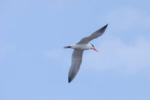 A Caspian Tern flies with its wings spread wide against a light blue sky.