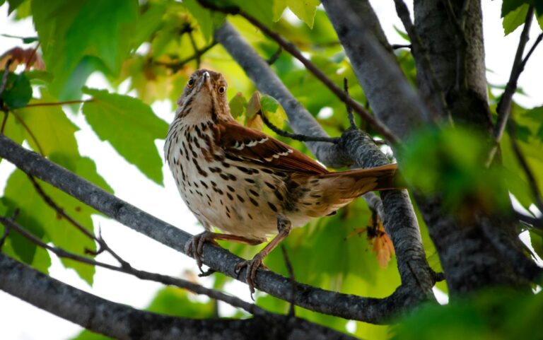 A Brown Thrasher with brown and white plumage perches on a branch.