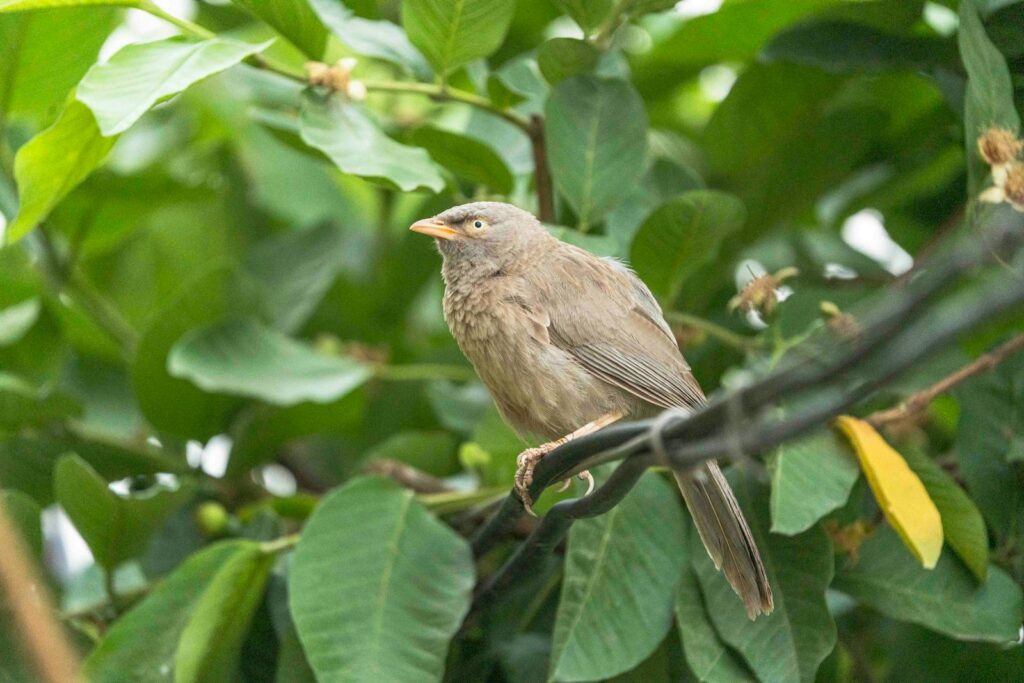 A Jungle babbler perches on a wire.