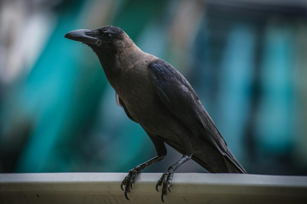 A New Caledonian crow with dark grey plumage, perched on a ledge.