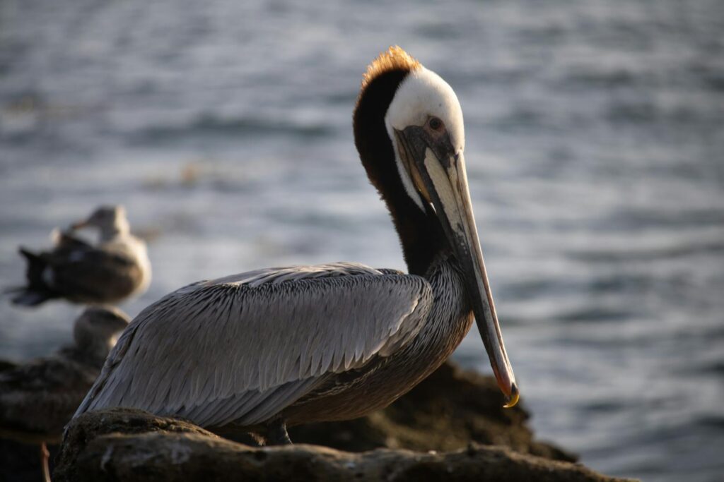 A Brown pelican stands on rocks near the water.