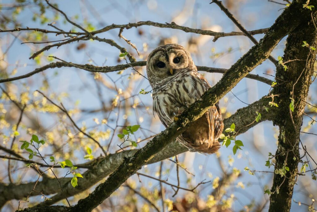 A Barred Owl perches on a branch, looking directly at the viewer.