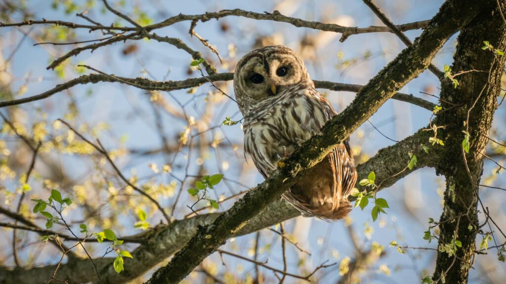 A Barred Owl perches on a branch, looking directly at the viewer.