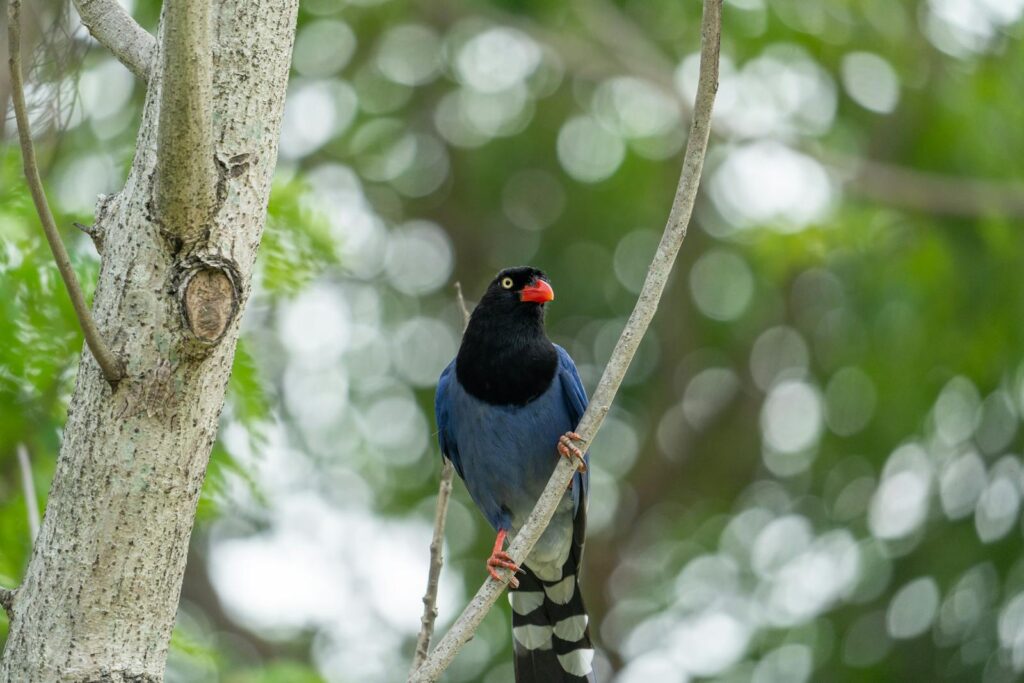 A Taiwan Blue Magpie perches on a branch.