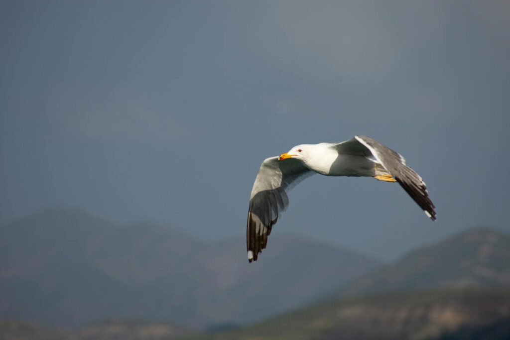 A seagull gracefully flies against a backdrop of mountains and blue sky.