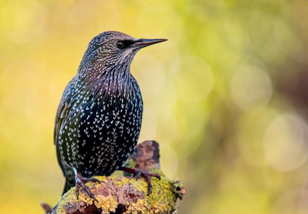 Beautiful European starling perched on a moss-covered branch with bokeh background.