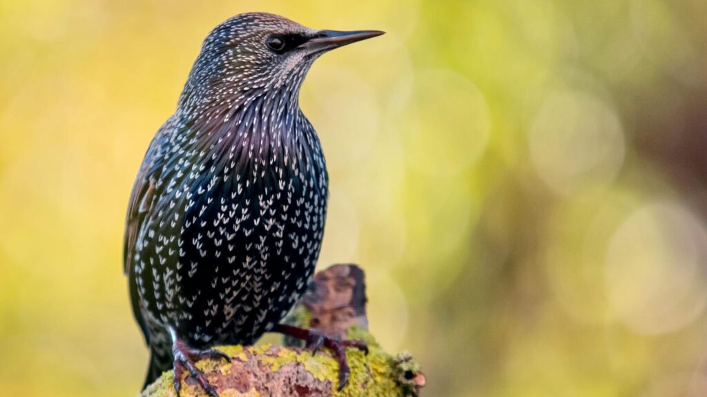 Beautiful European starling perched on a moss-covered branch with bokeh background.