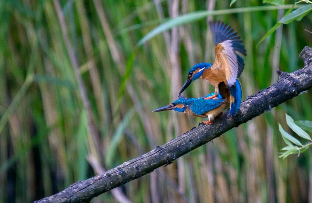 Two vibrant kingfishers mating on a branch against a lush green background.
