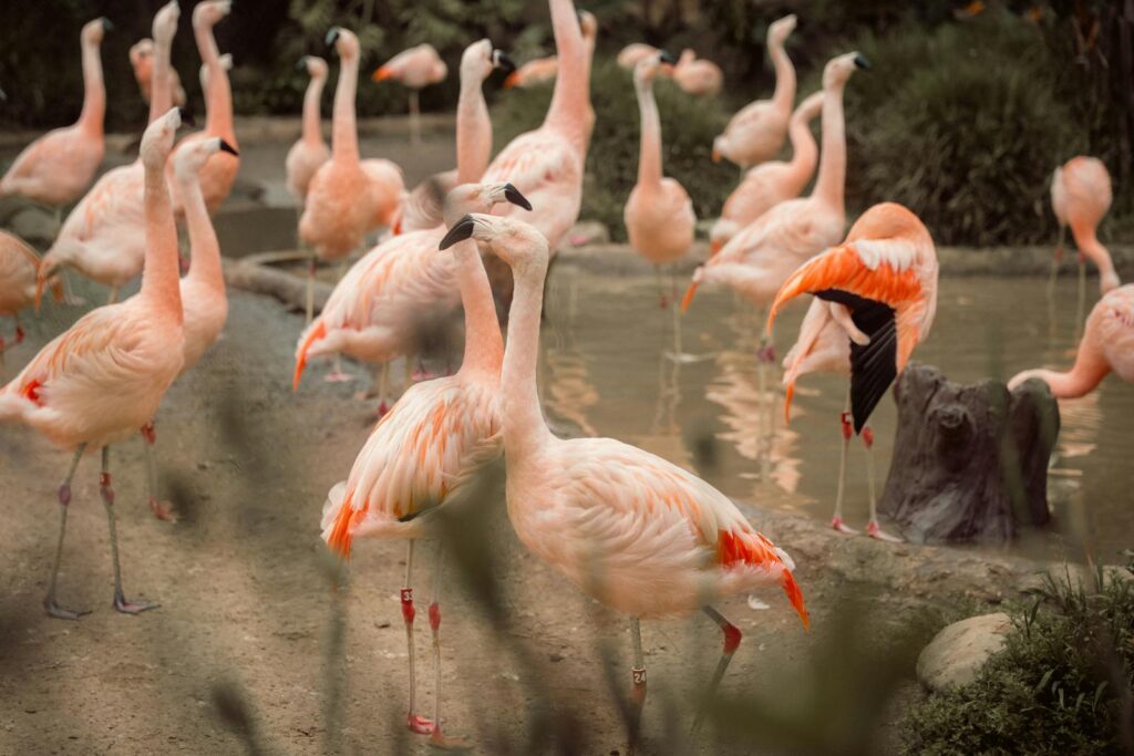 A flock of flamingos with pink and white plumage stands near a shallow body of water.