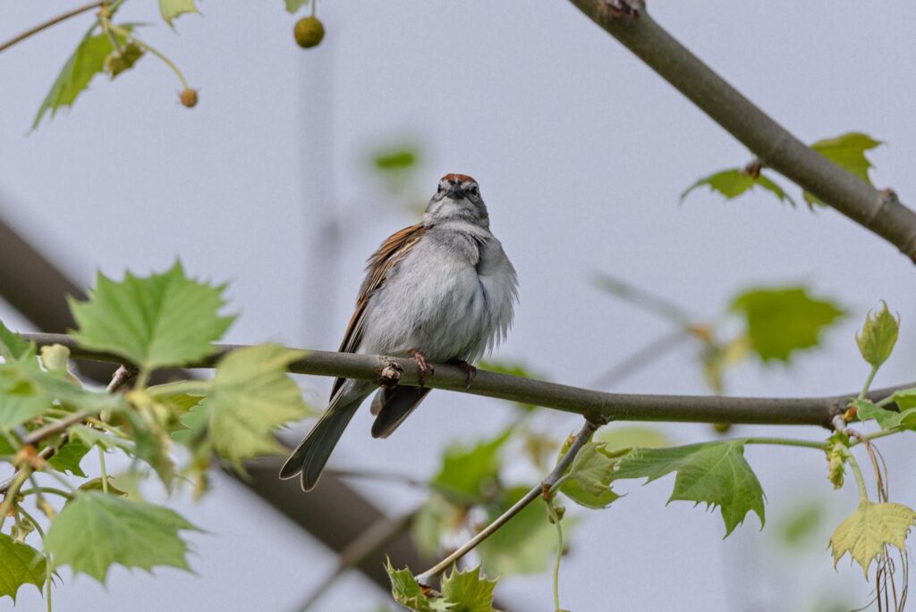 A sparrow perched on a branch.