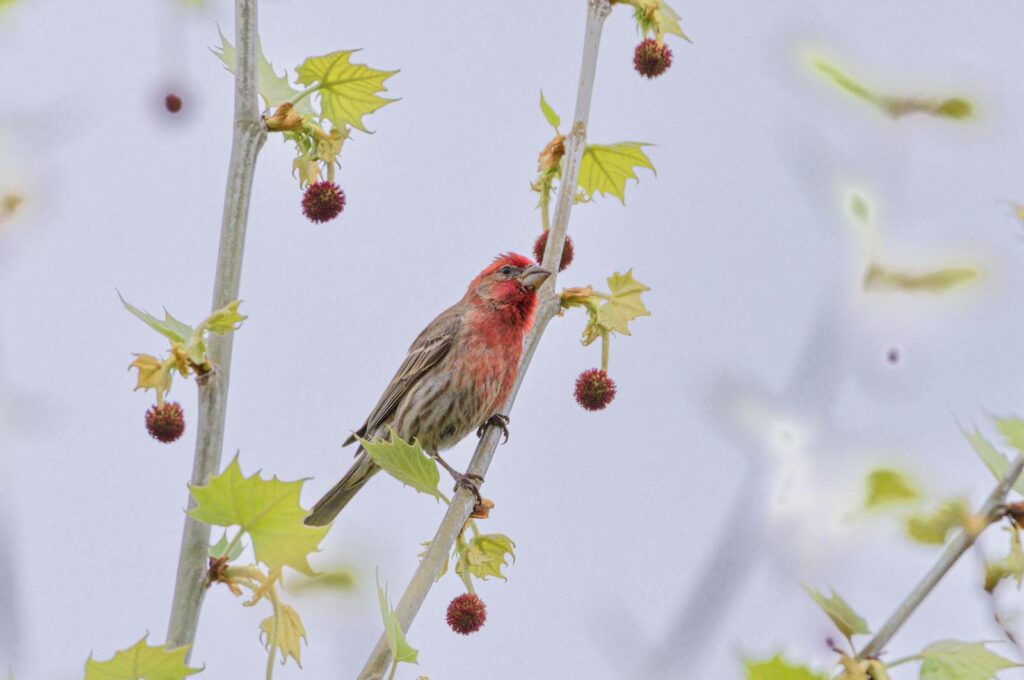 A House Finch perches on a branch.