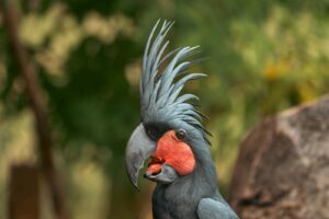A striking Palm Cockatoo showcasing its vibrant plumage in a natural outdoor setting.