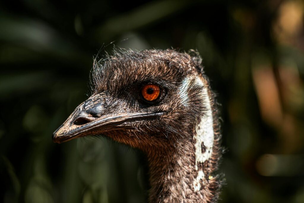 Focus on emu bird's striking eye, highlighting its unique features and textured feathers.