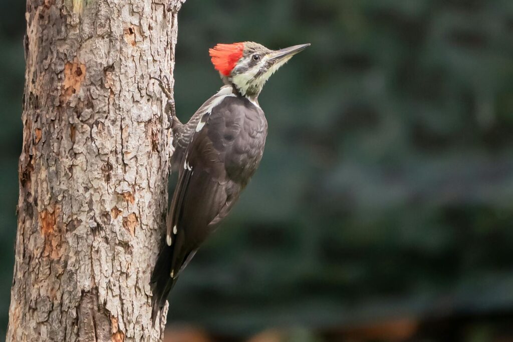A Pileated Woodpecker clings to the side of a tree trunk.