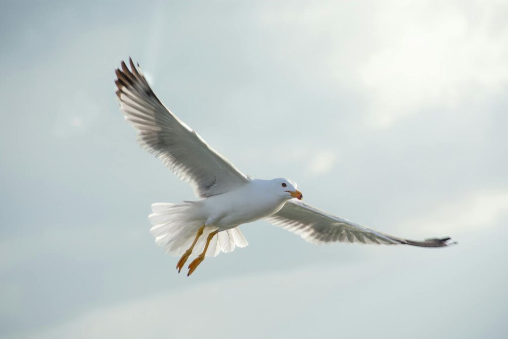 A seagull gracefully flying against a soft cloudy sky, displaying its wide wingspan.