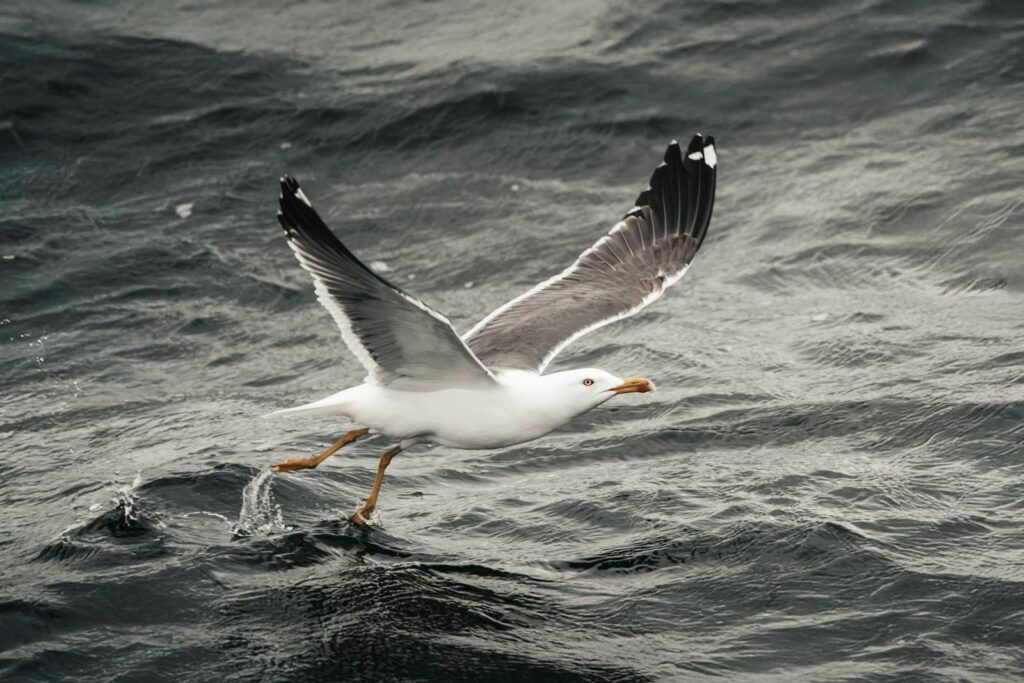 A bird on the sea about to take flight
