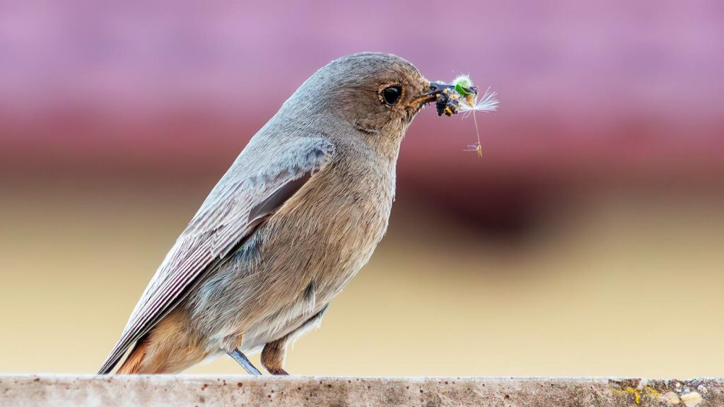 Bird perched on a backyard fence while eating an insect