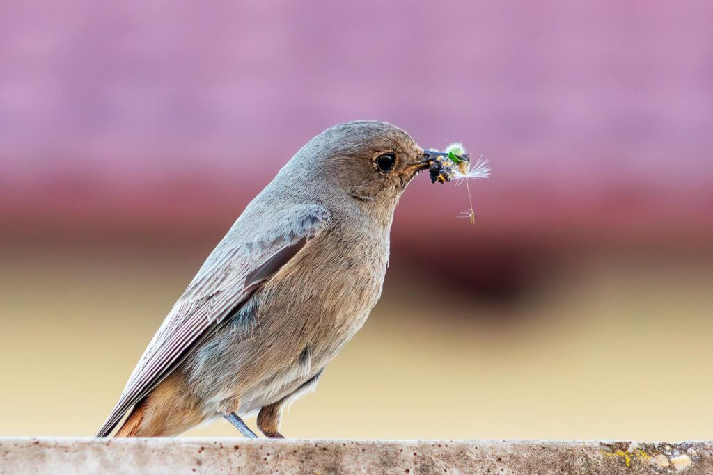 A close-up of a bird capturing an insect while perched on a ledge in Győr, Hungary.
